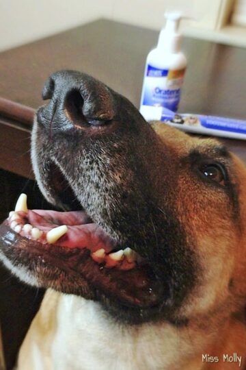 Oratene Brushless Oral Care with Smiling German Shepherd