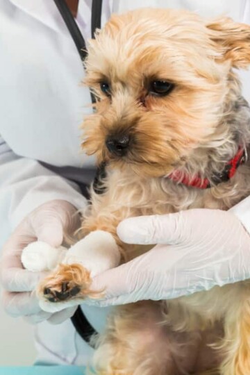Vet wrapping a puppy's wounded leg