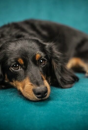 Do Dogs Have Stomach Aches and How Can You Know