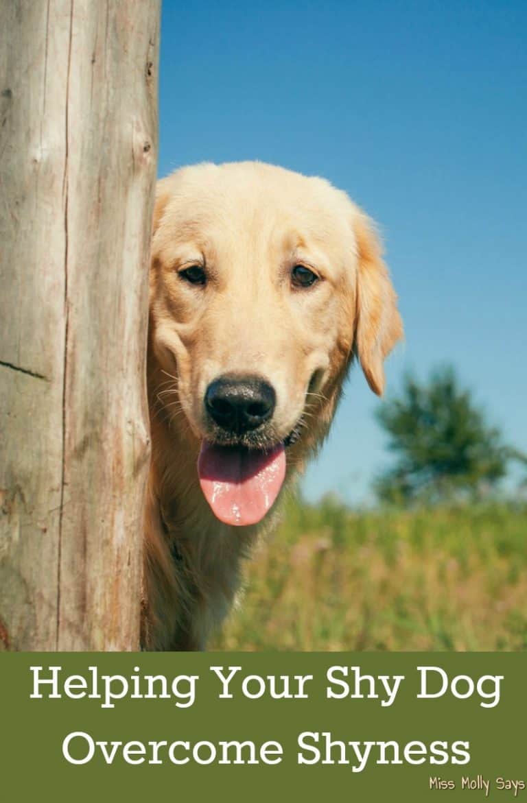 Helping Your Shy Dog Shyness Miss Molly Says