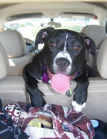 How to Travel with Your Dog