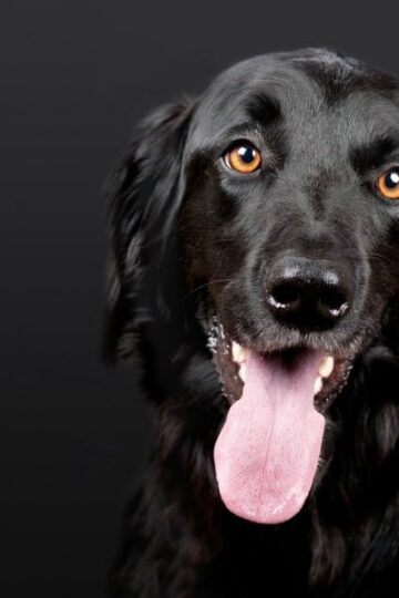 K9 Safety The Pros and Cons of Chipping Your Dog