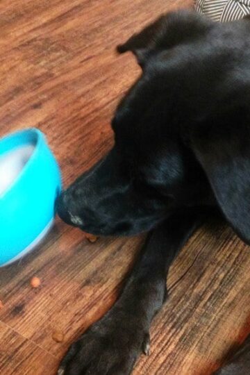 PAW5 Rock 'N Bowl with German Shepherd-Lab Mix