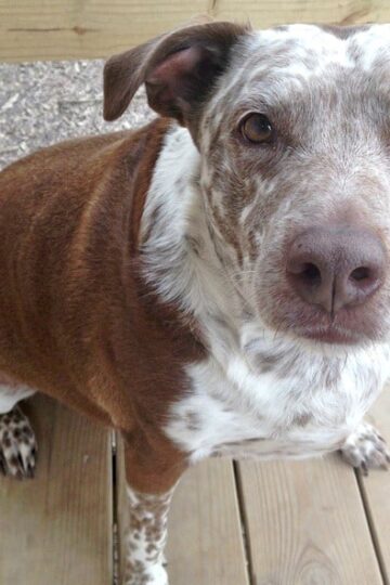 Help Animals in Need with Buy a Bag, Give a Meal Program #fortheloveofpets