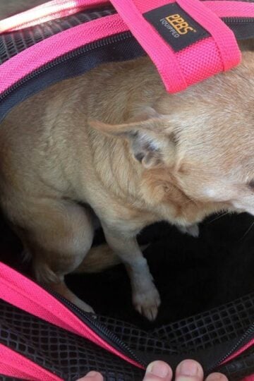 Sleepypod Mobile Pet Bed