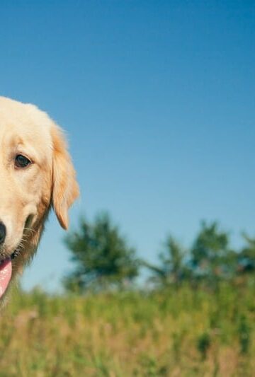 Helping Your Shy Dog Overcome Shyness