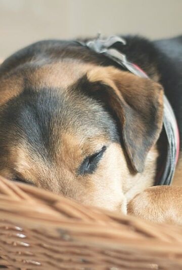 5 Simple Ways to Make Your Home Dog-Friendly