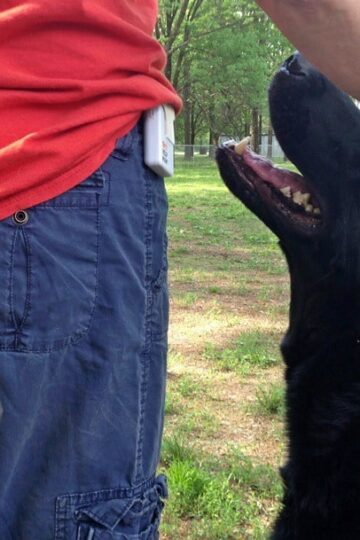 911 HELP NOW gives me Peace of Mind When Out with my Dogs