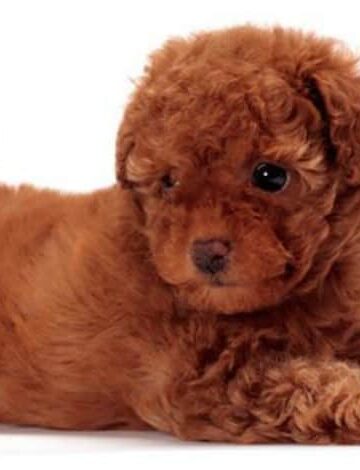 How Do Responsible Owners Support Toy Poodles' Joint Health