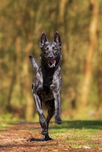 How to Prevent Your Dog from Running Away