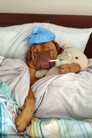 Sick Pup, 4 Warning Signs That You Need a Vet Immediately