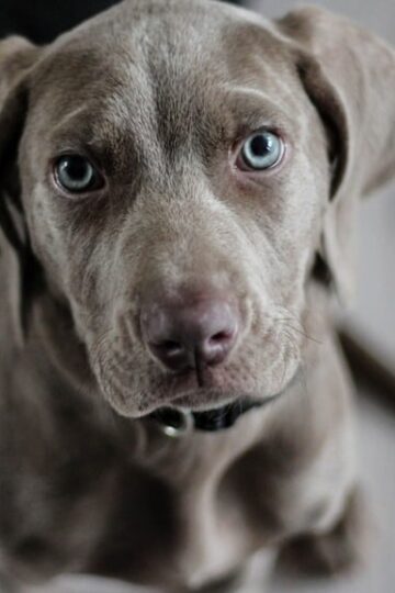 Six Pet Safety Tips for Urban Dwellers