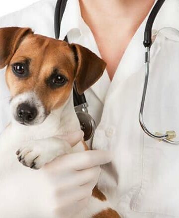 Welcome Home, Pup 3 Reasons to Get Your Dog Fixed