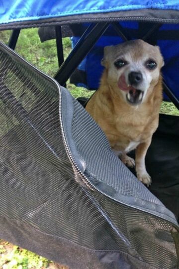 WrapSit Soft-Sided Pet Crate lets Furry Friends Come Along for an Adventure! #Petpalooza