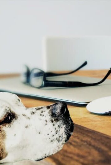 4 Tips For Making Your Home More Pet Friendly