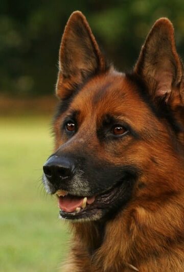 Furry Family Members 4 Ways Your Dog is a Hero in Your Life