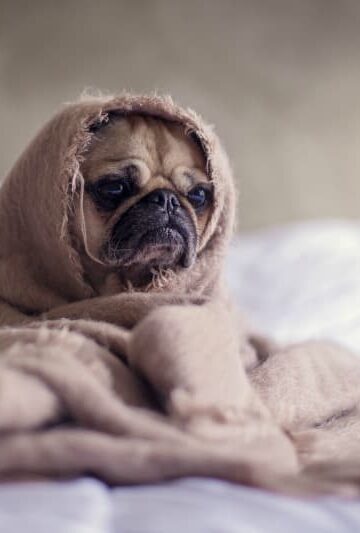 Does Your Pet Have Allergies 4 Summer Symptoms To Watch Out For