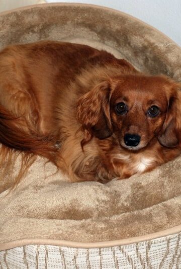 How to Get Rid of Pet Smells at Home