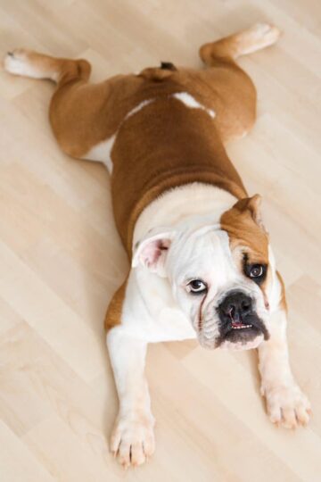 How to Prevent and Repair Pet Damage to Floors