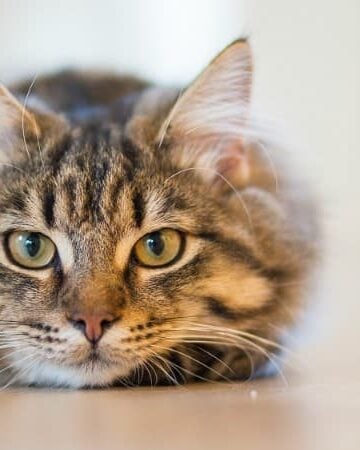Kitty Purr-oblems Top Signs That Your Cat Might Have Diabetes