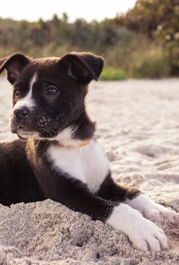 Pawsible Perfection 3 Strategies For Prepping A Puppy Road Trip