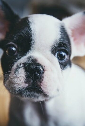Puppy Dangers How Vaccinating Your Canine Can Save It
