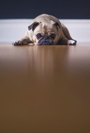 Puppy Signs 4 Ways Your Dog is Trying to Tell You That It isn't Feeling Well