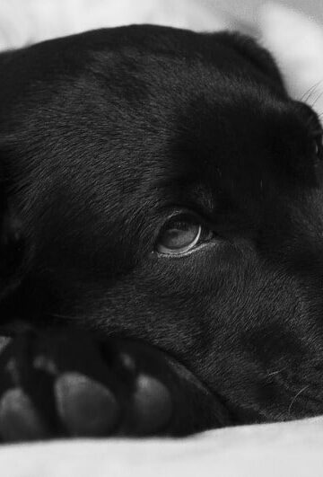 Recognizing the Signs of Cancer in Your Dog