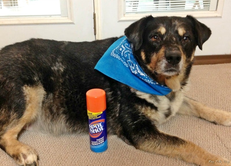 Spot Shot Instant Carpet Stain Remover and Australian Shepherd-Lab Mix