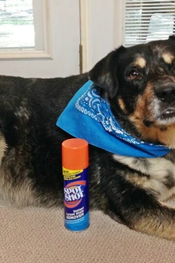 Spot Shot Instant Carpet Stain Remover with Australian Shepherd-Lab Mix