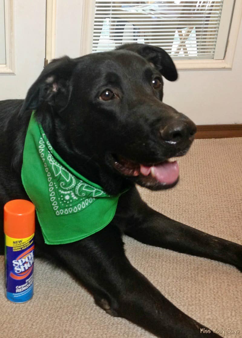 Spot Shot Instant Carpet Stain Remover is the Magic Bullet for Dirty