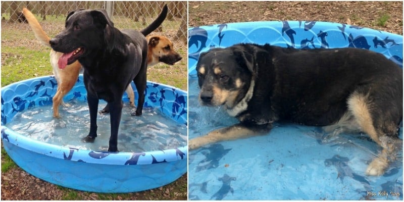 German Shepherd-Lab Mixes and an Australian Shepherd-Lab Mix playing in a kiddie pool