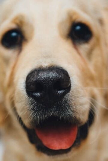 4 Pest Related Illnesses To Watch For In Your Furry Friend