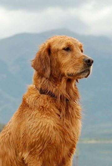 Feeling Guilty For Traveling Without Your Pet, 6 Steps To Overcome It