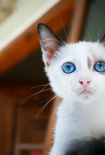 Happy Kitty, 4 Ways to Improve Your Feline's Health Every Day
