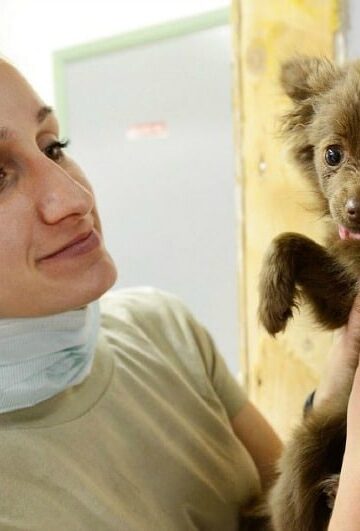 How Electrosurgery Has Reduced Risks in Pet Health