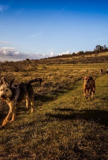 Need a Running Partner How Having a Dog Can Make Your Life Healthier