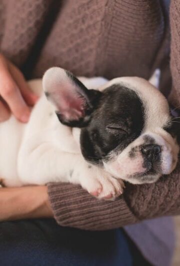 Puppy Party 3 Ideas To Celebrate Your Furbabys Birthday