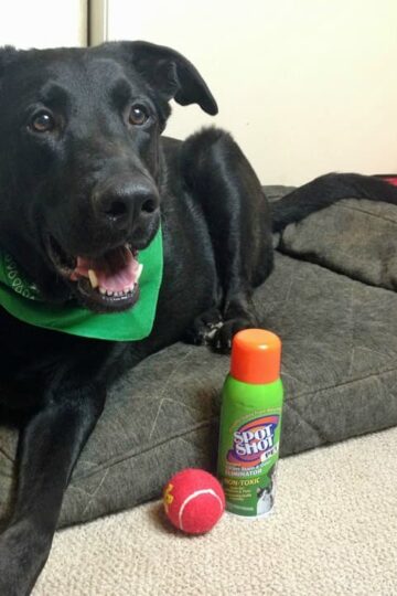Spot Shot Pet Instant Carpet Stain and Odor Eliminator - German Shepherd-Lab Mix