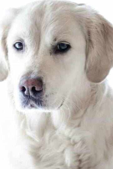 4 Grooming Tips for Pet Owners to Use on a Monthly Basis