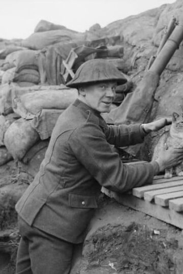 Cats and War