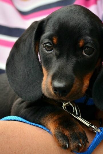 Get Your Home Ready for a Puppy