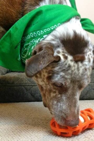 Petmate Hol-ee Gourmet Interactive Dog Toys