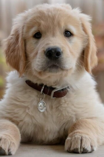 White puppy