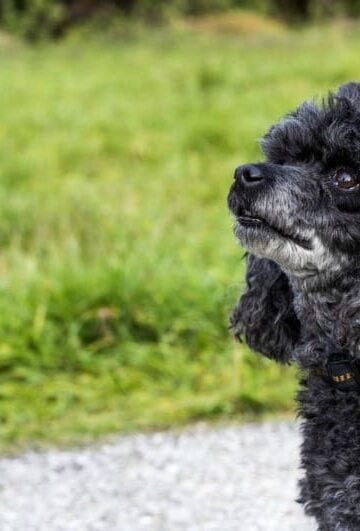 How to Successfully Alleviate Bloating in Your Pet Poodle