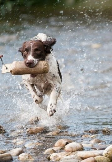 Naturally Boosting Your Dog's Immune System