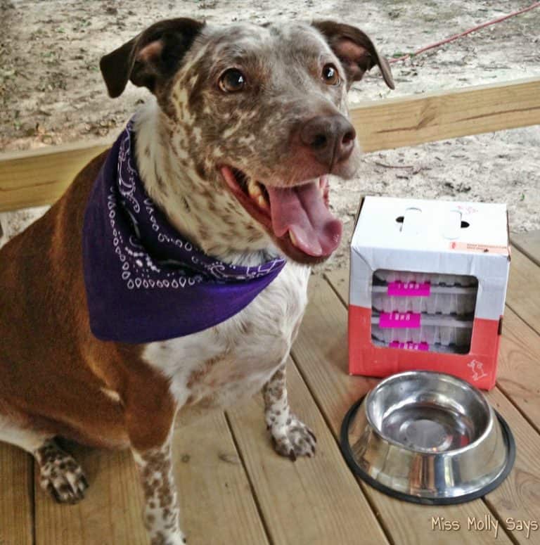 Ollie Dog Food Makes Feeding Raw Easy and Convenient!