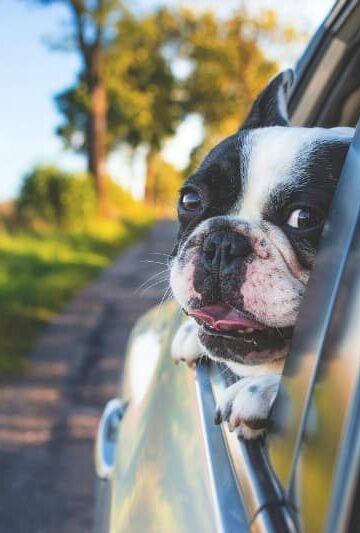 Pet Preference, 4 Tips for Moving Cross-Country with Dogs