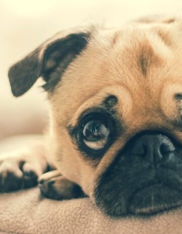 4 Situations That Stress Pets Out & How to Minimize the Impact