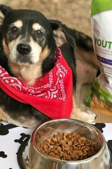 5 Benefits of Adopting a Senior Dog and How You Can Fight the Effects of Aging #hillstransforminglives